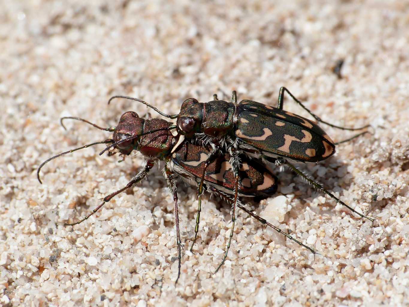 Lophyra flexuosa sardea e Calomera littoralis